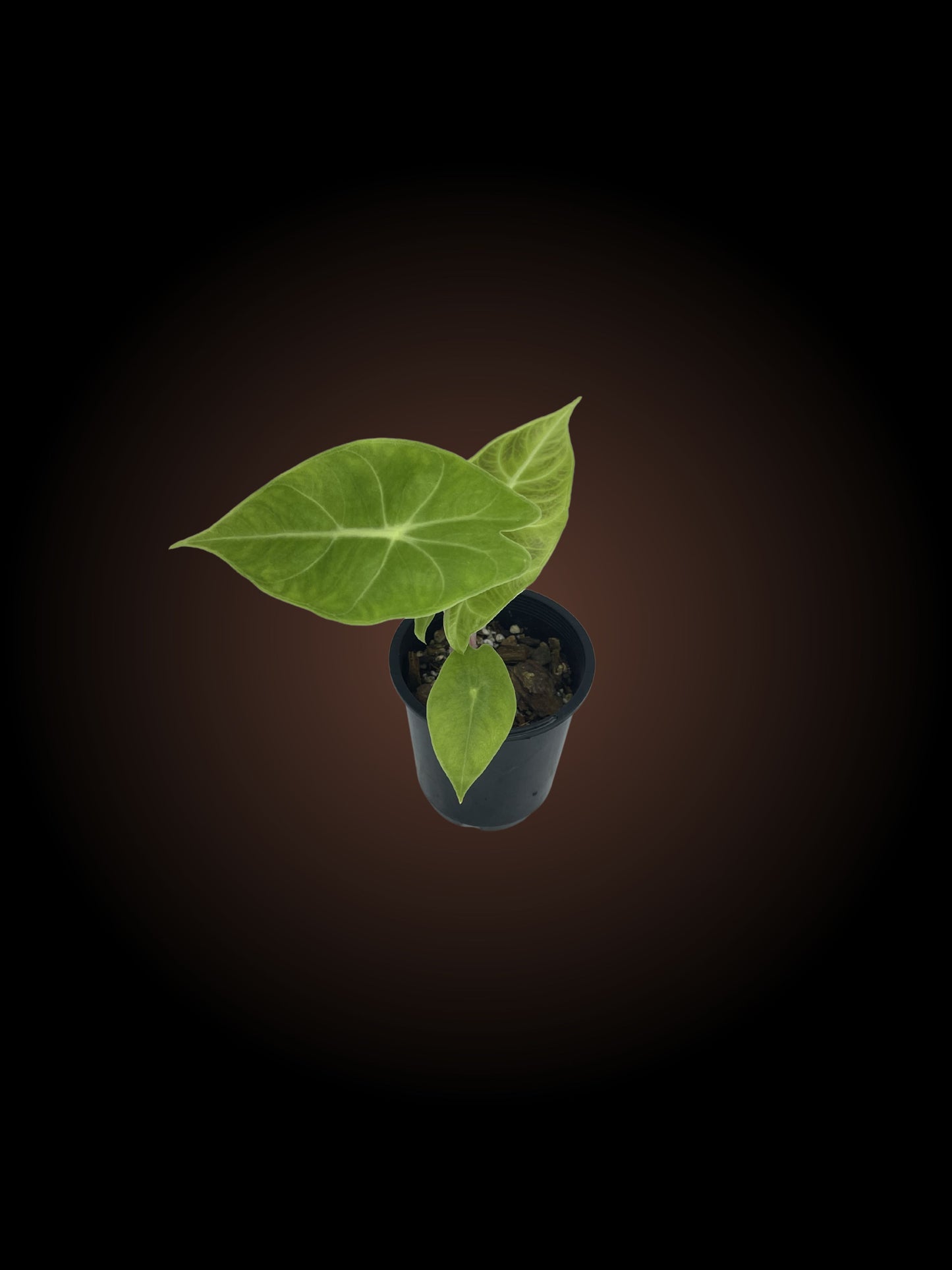 Alocasia Pink Dragon