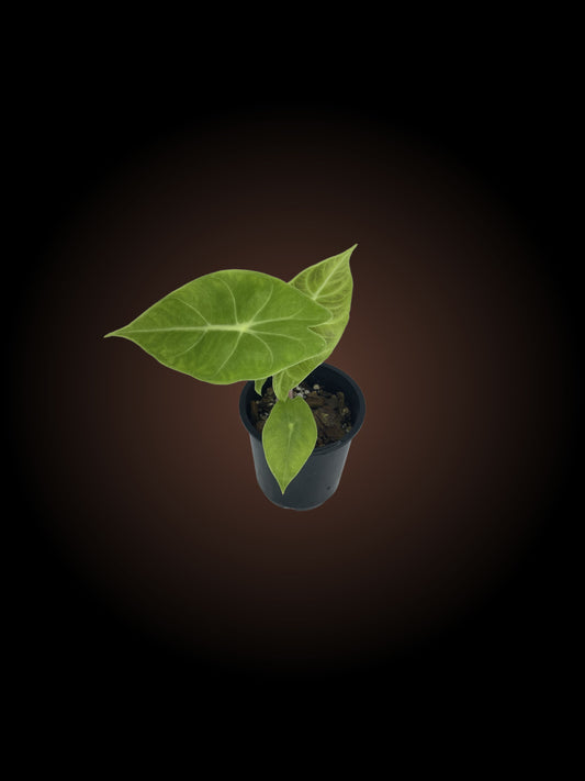 Alocasia Pink Dragon