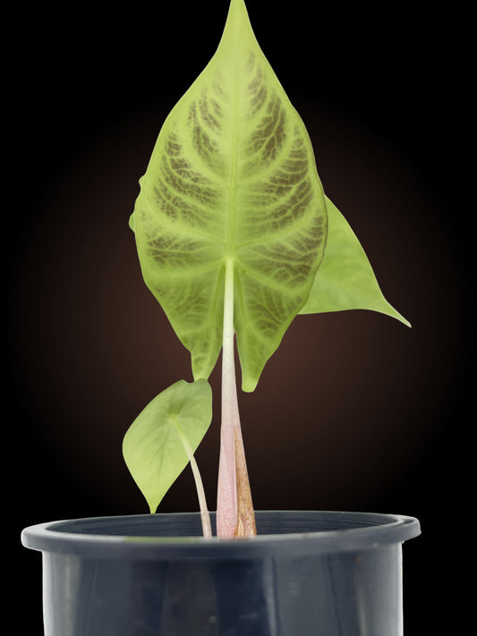 Alocasia Pink Dragon