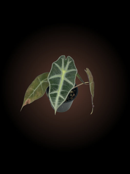 Alocasia Polly