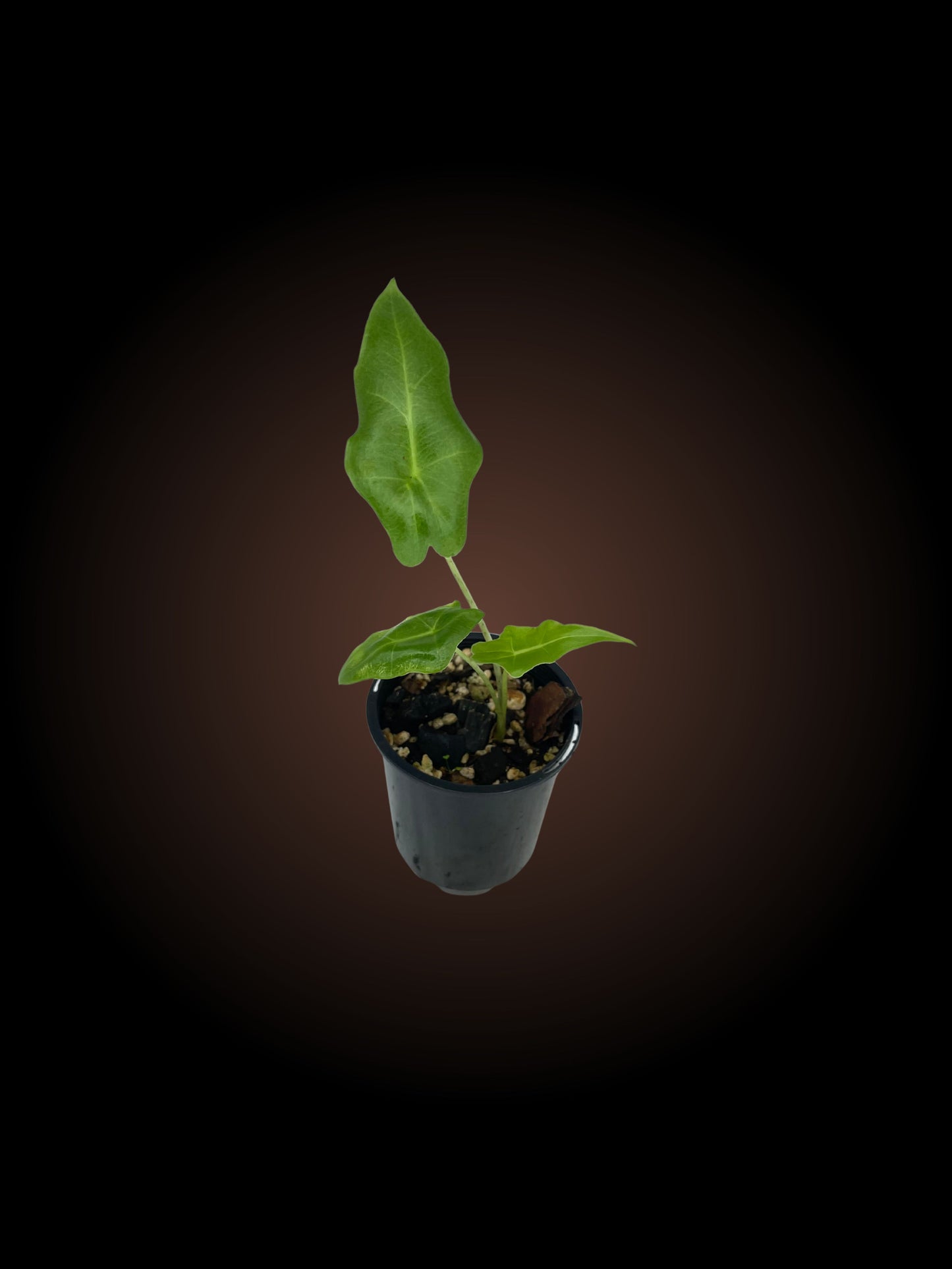 Alocasia Portei