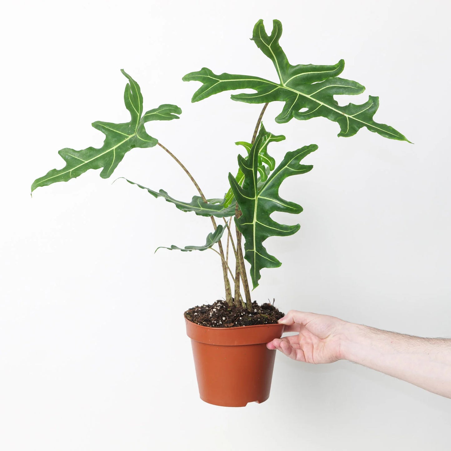 Alocasia Portei