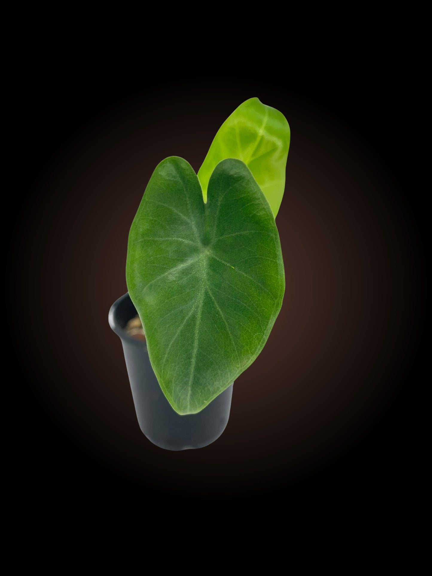 Alocasia Princeps