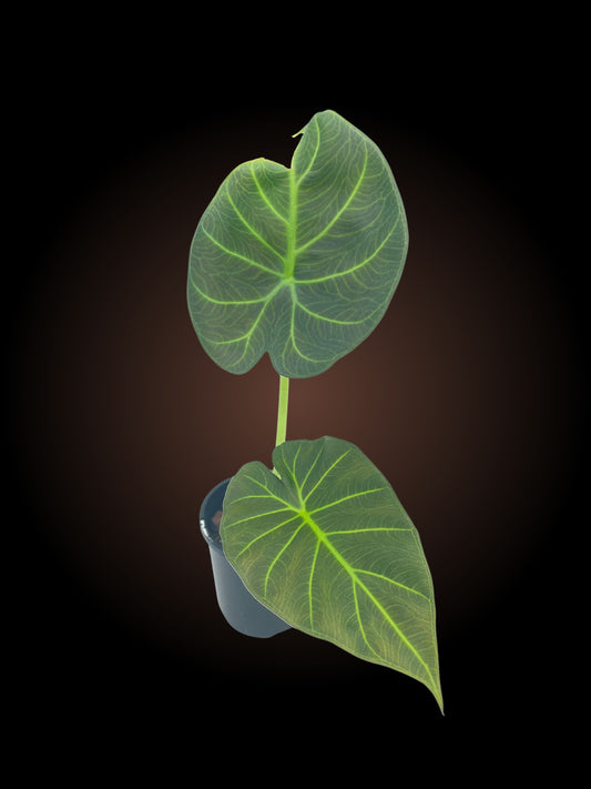 Alocasia Regal Shield