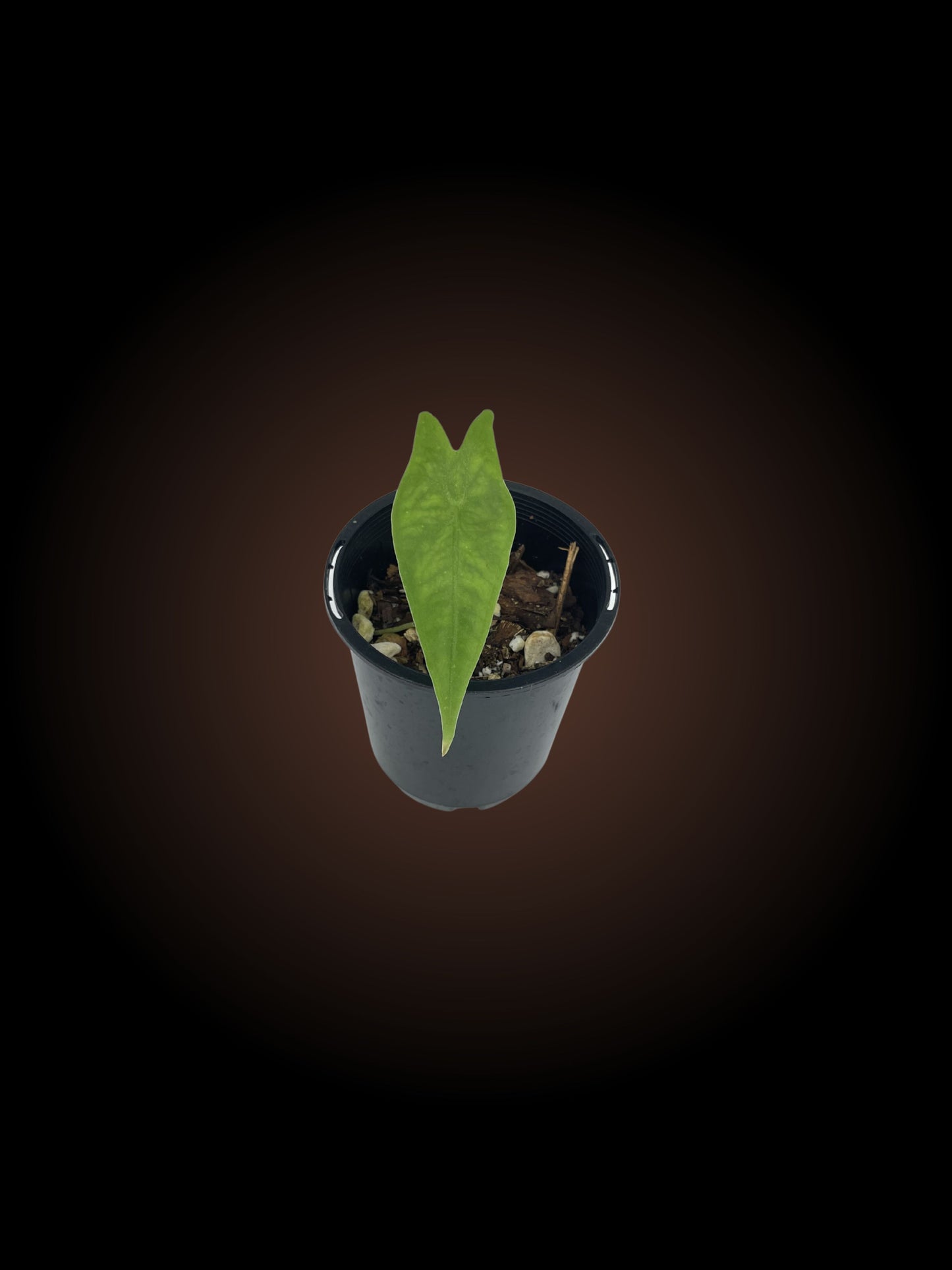 Alocasia Reticulata