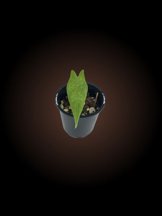 Alocasia Reticulata