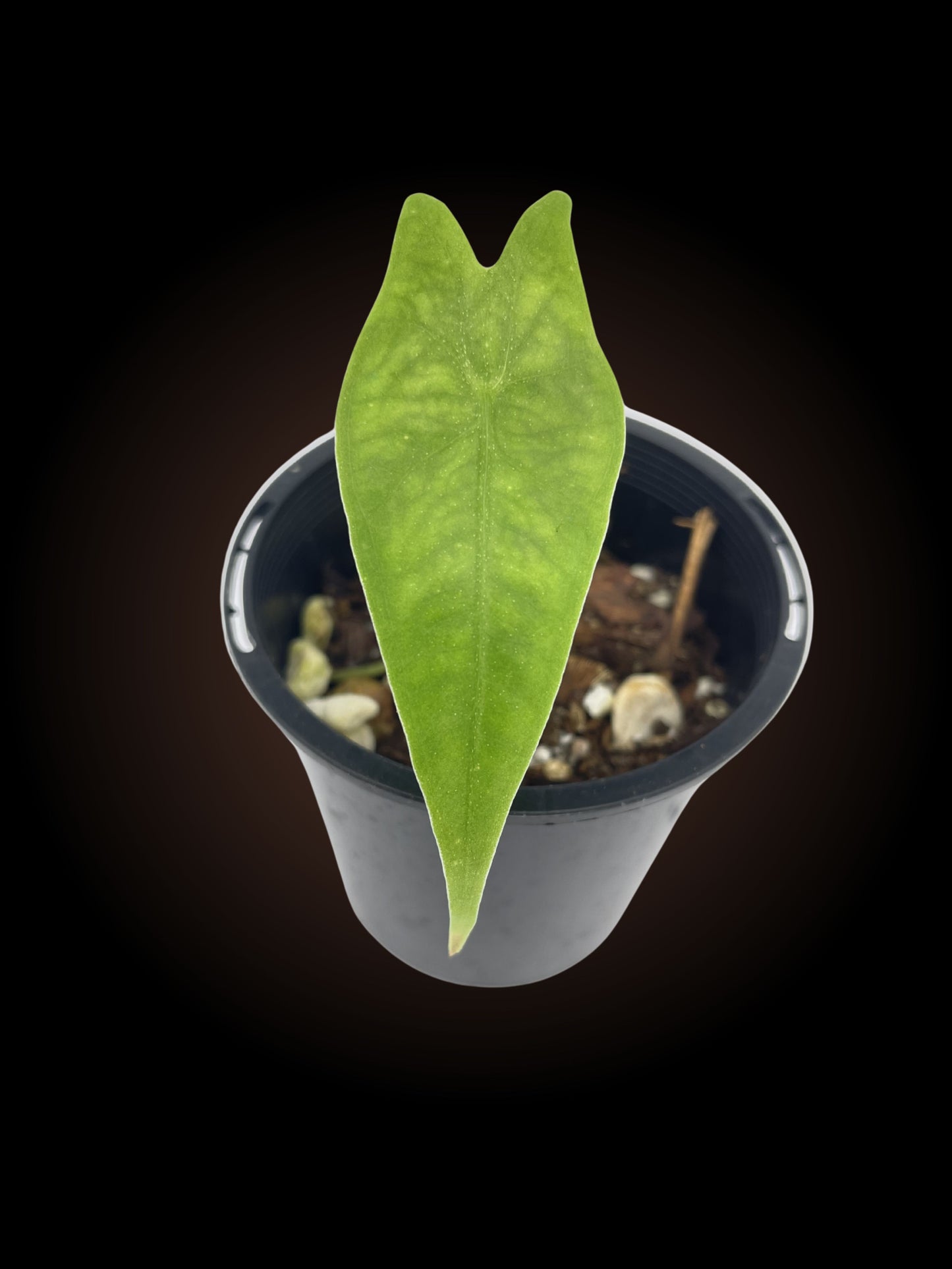 Alocasia Reticulata