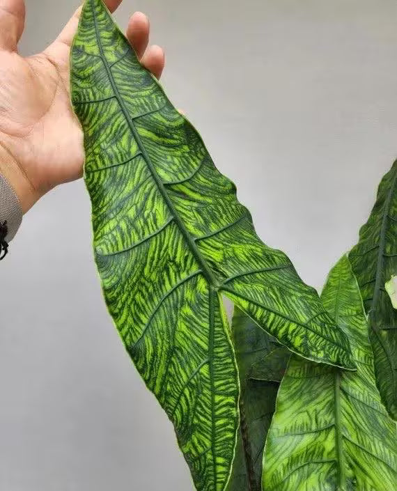 Alocasia Reticulata