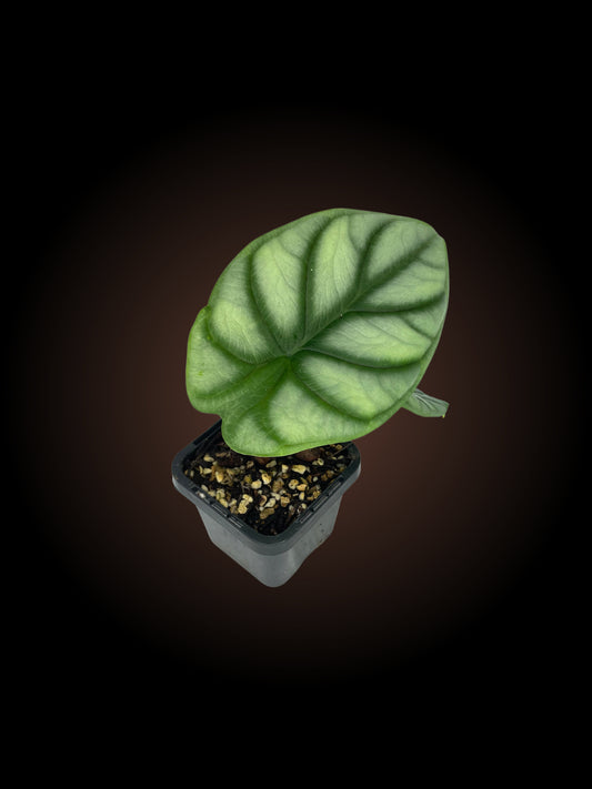 Alocasia Silver Dragon