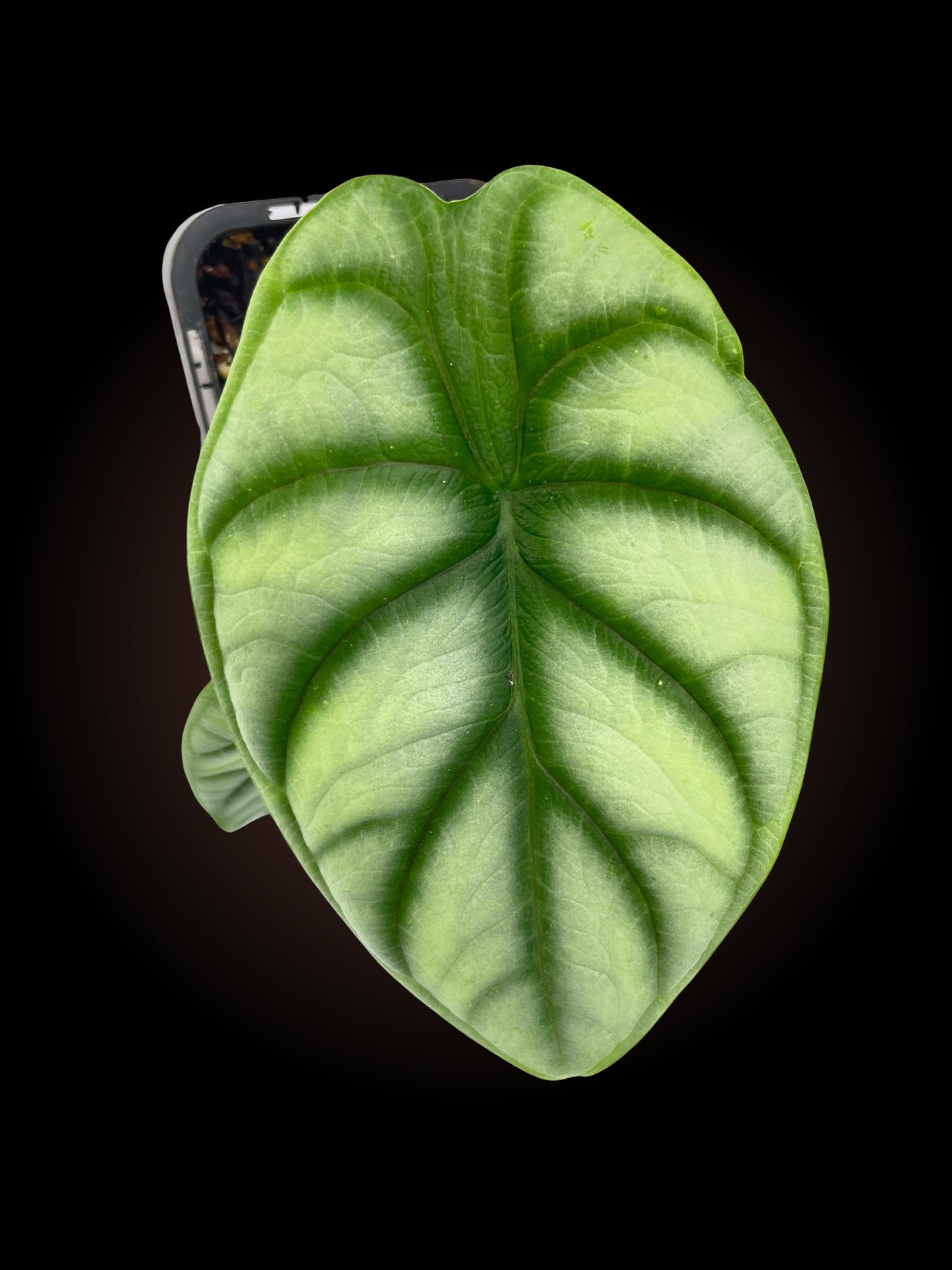 Alocasia Silver Dragon