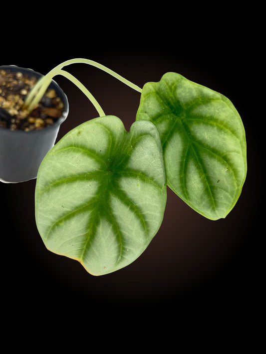 Alocasia Silver Dragon