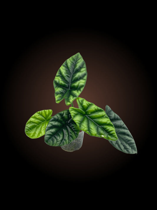 Alocasia Sinuata