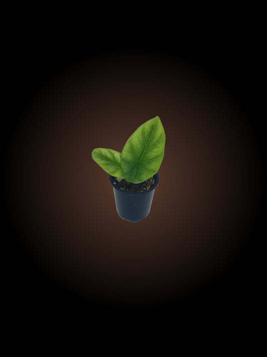 Alocasia Sinuata