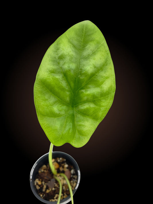 Alocasia Sinuata