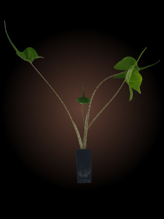 Alocasia Stingray