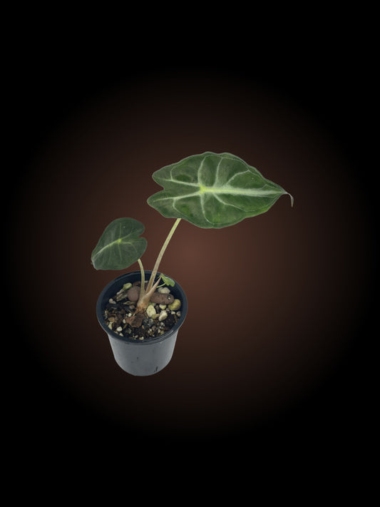 Alocasia Venom
