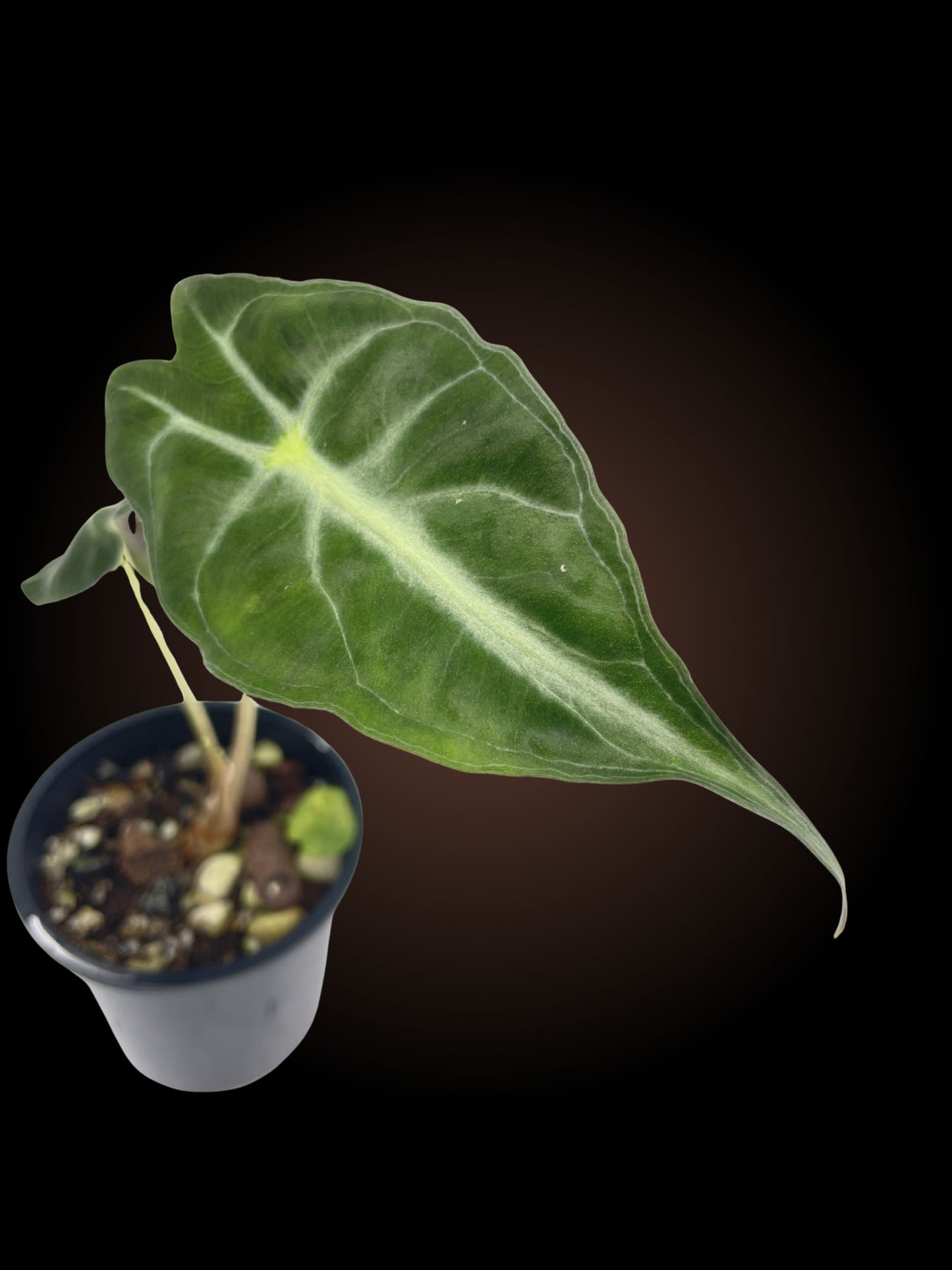 Alocasia Venom