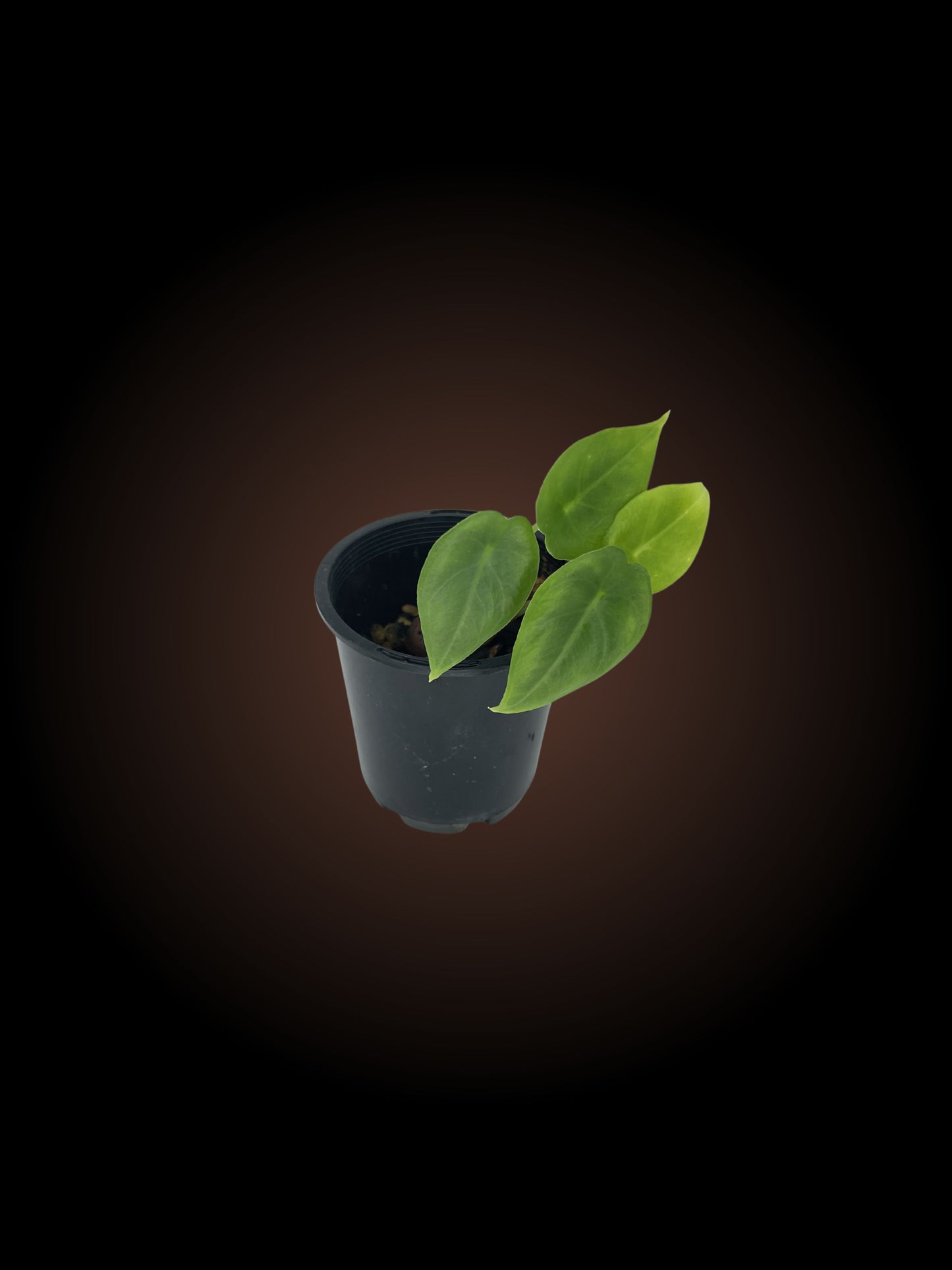 Alocasia Venusta