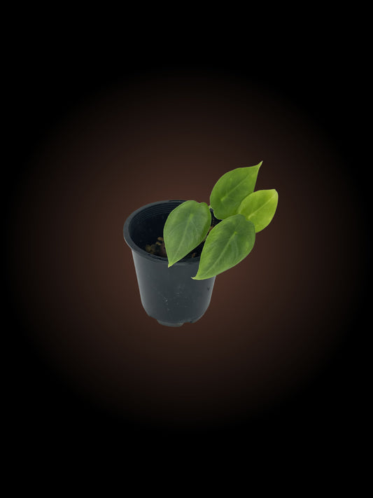 Alocasia Venusta