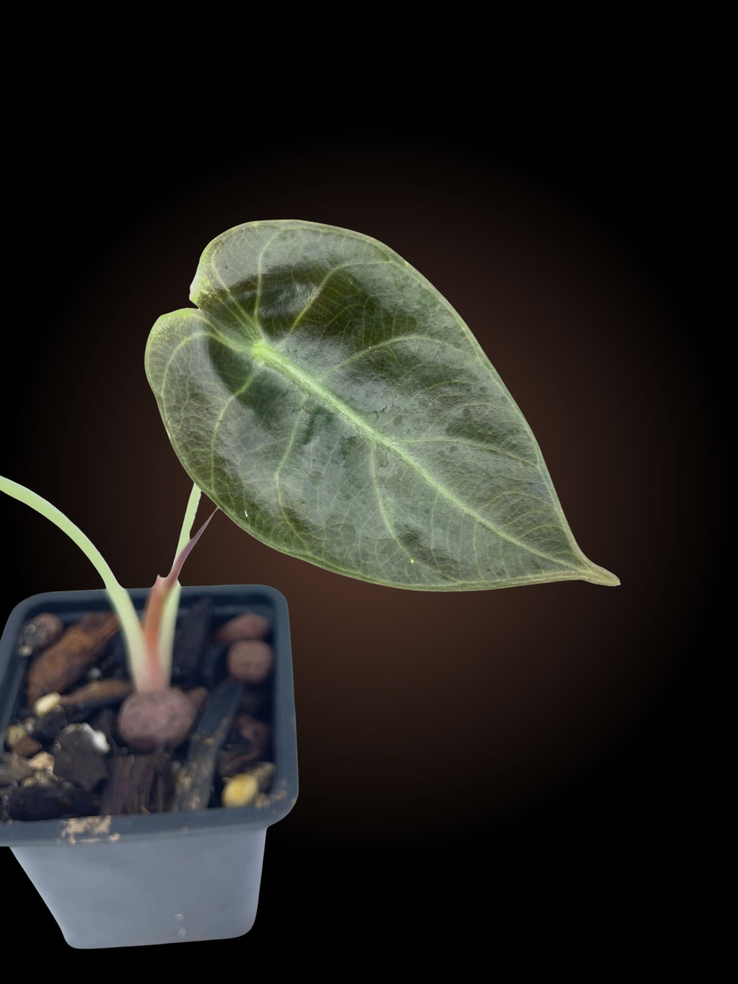 Alocasia Watsoniana