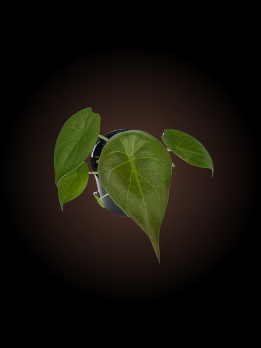 Alocasia Wentii