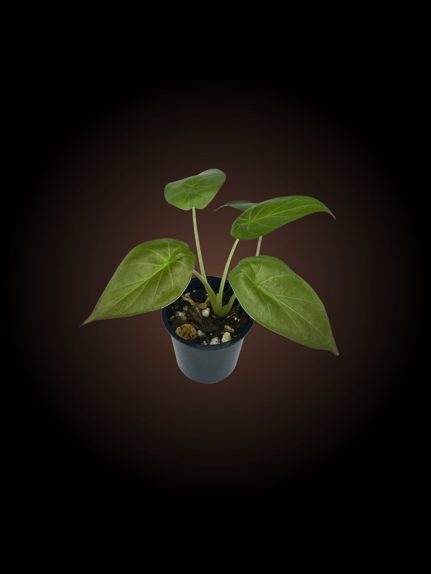 Alocasia Wentii *Reverted*