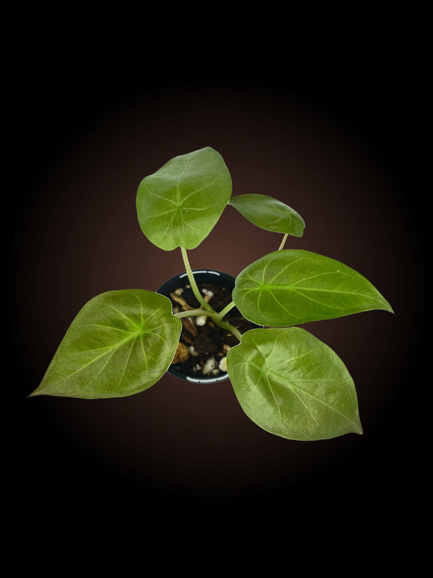 Alocasia Wentii *Reverted*