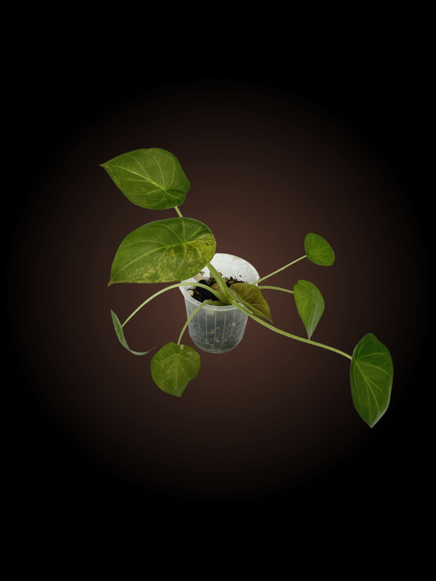 Alocasia Wentii Variegated