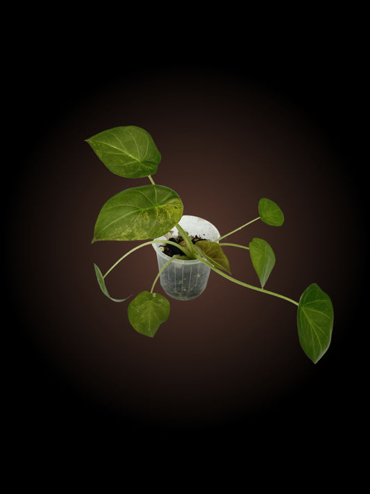 Alocasia Wentii Variegated