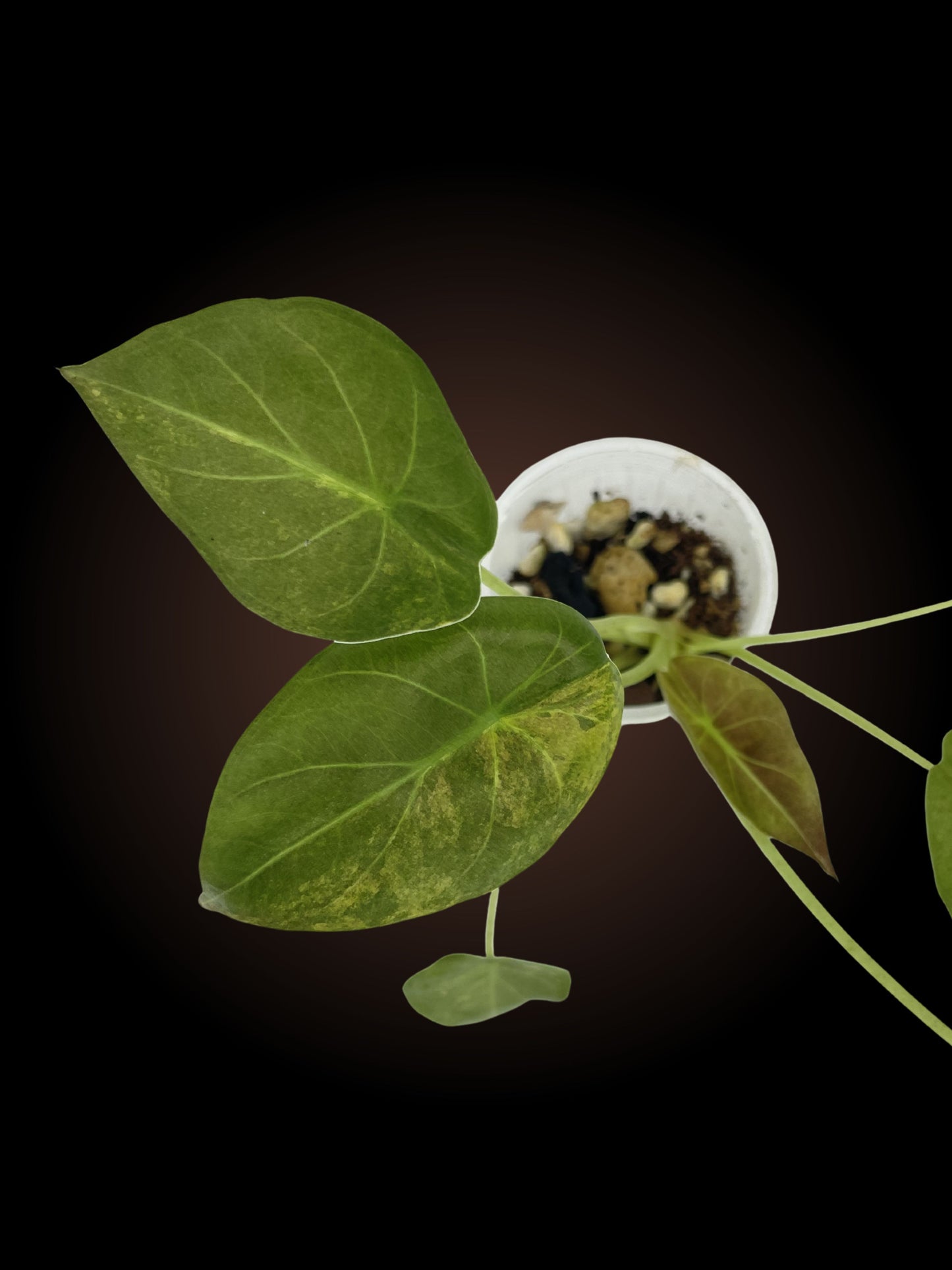 Alocasia Wentii Variegated