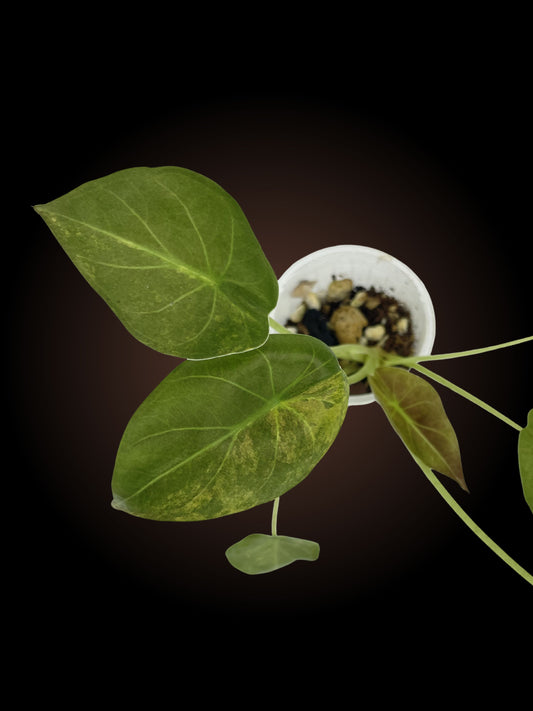 Alocasia Wentii Variegated