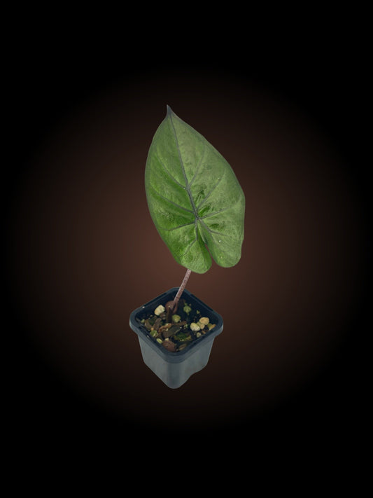 Alocasia Yukatan Princess