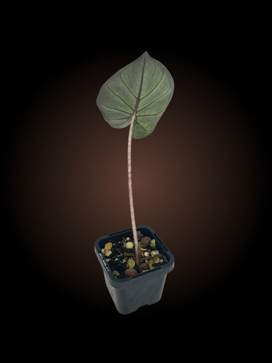 Alocasia Yukatan Princess