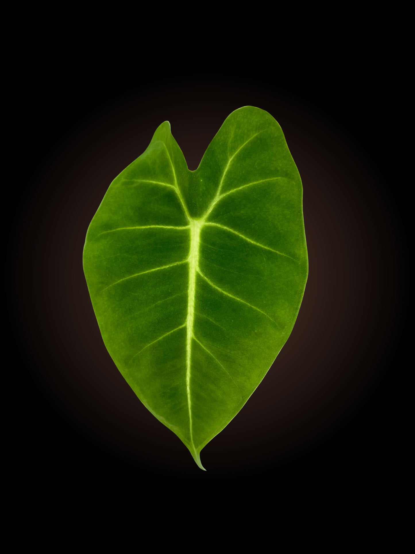 Alocasia Micholitziana 'Green Velvet'