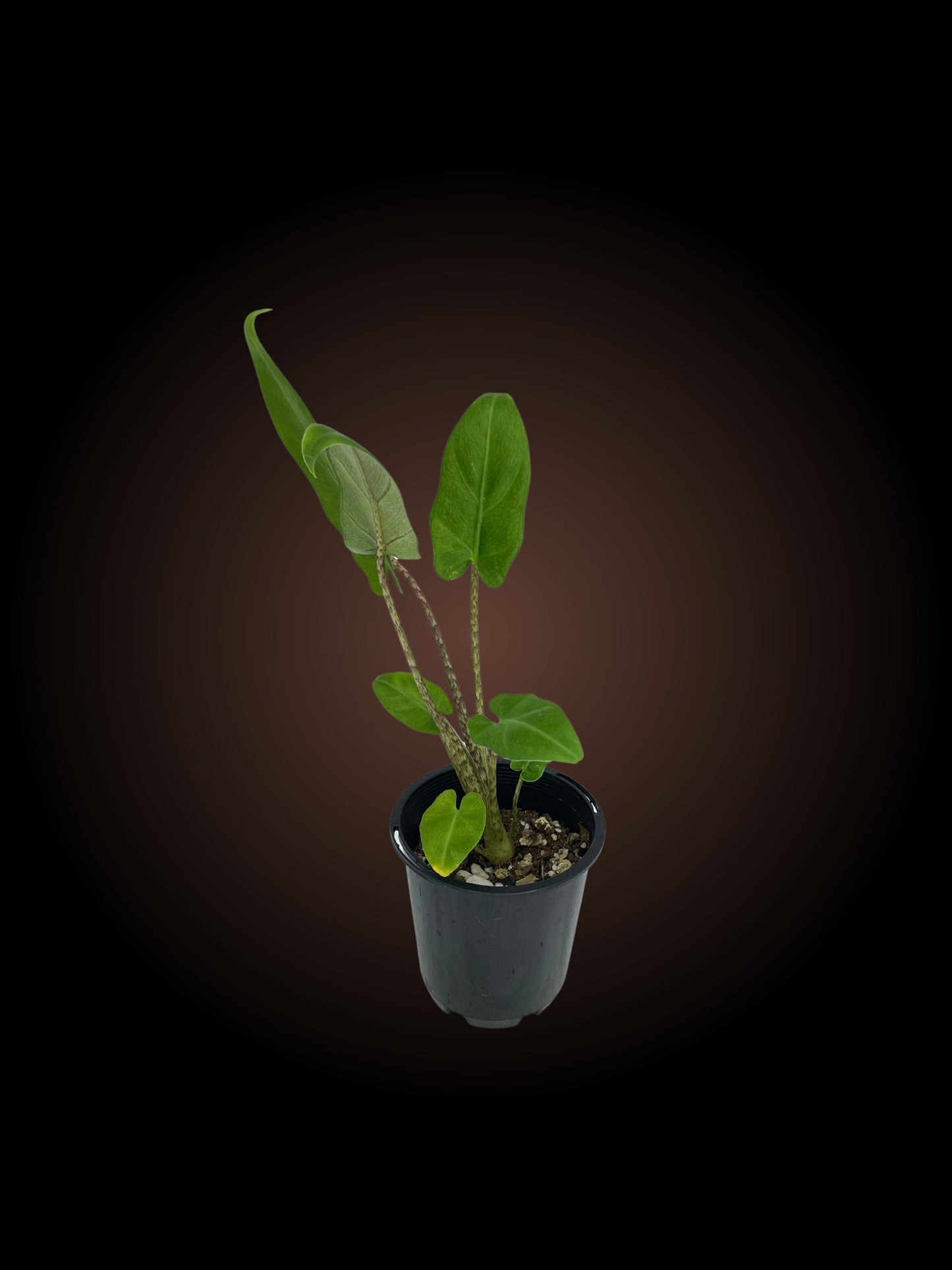 Alocasia Lauterbachiana Aurea *Reverted*