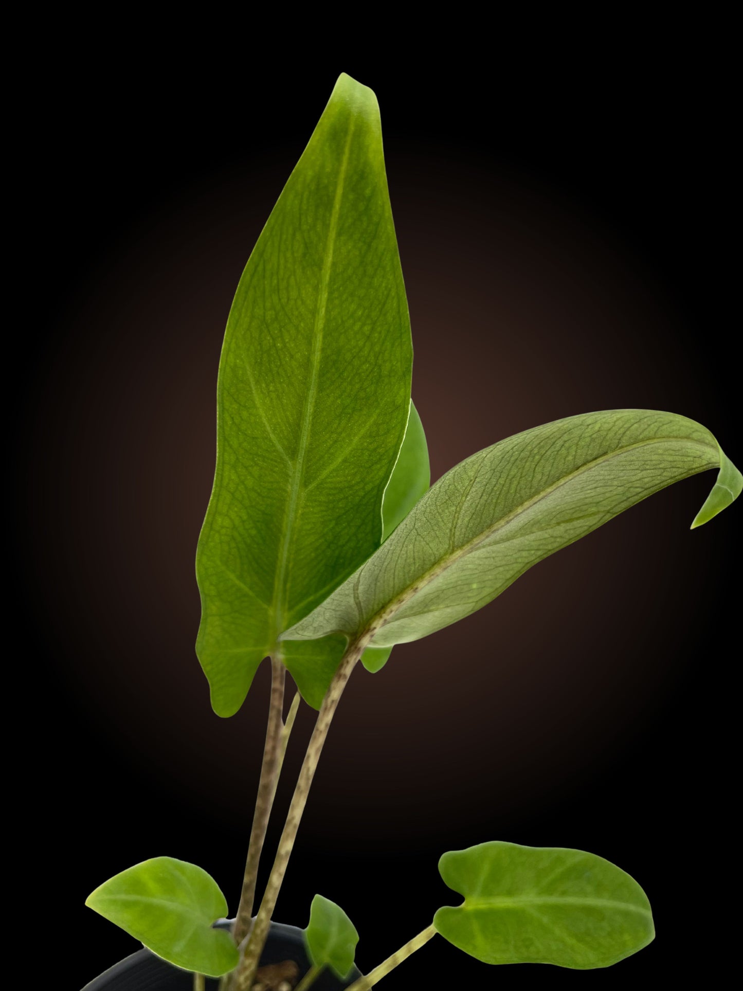 Alocasia Lauterbachiana Aurea *Reverted*