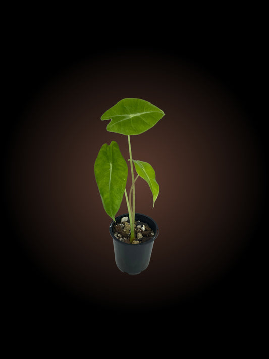 Alocasia Longiloba 'May'