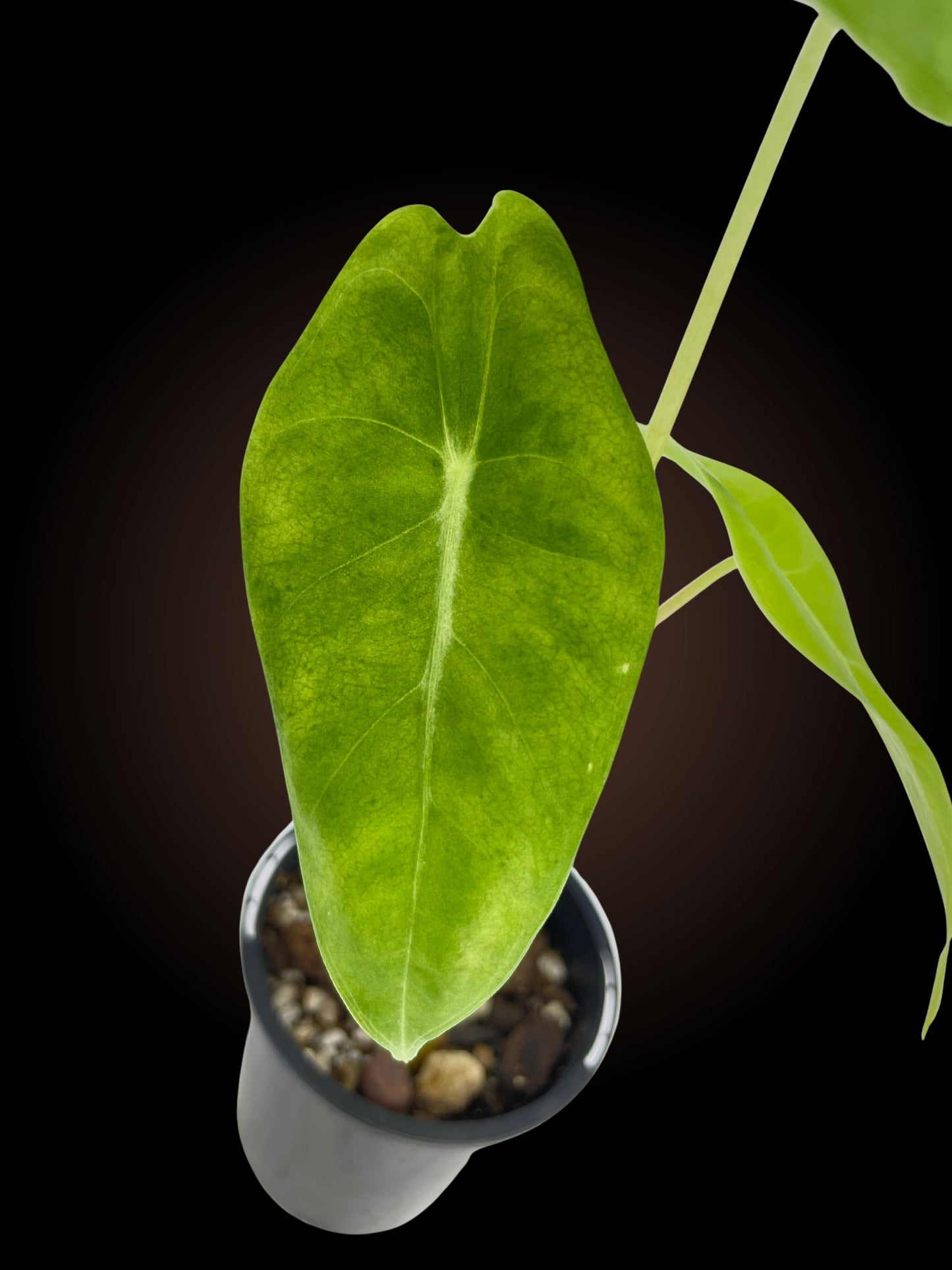 Alocasia Longiloba 'May'