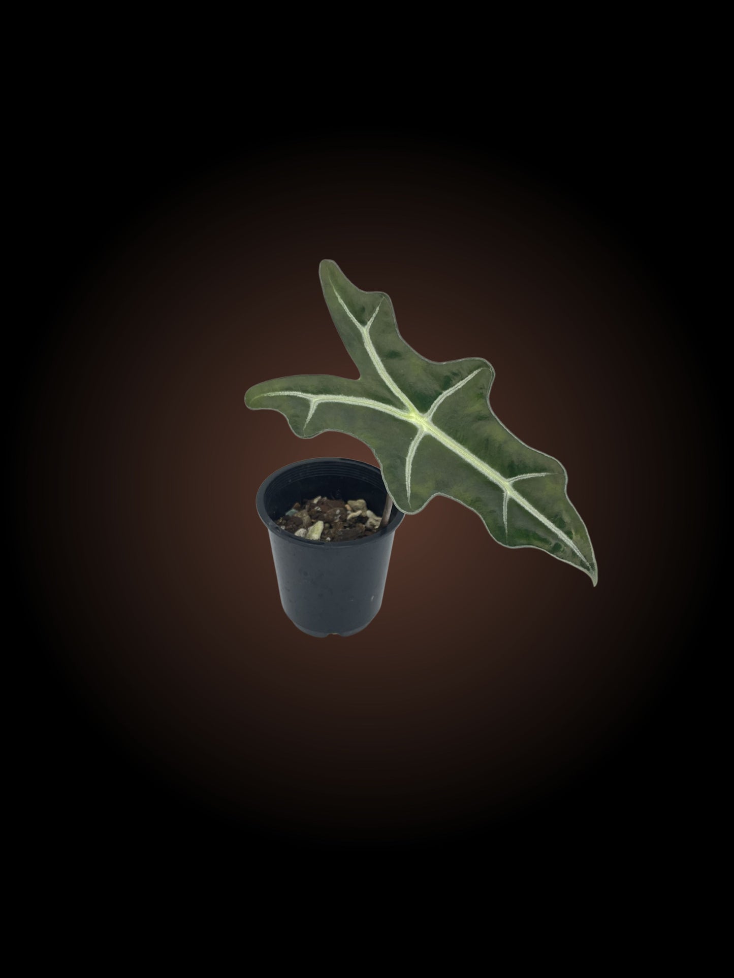 Alocasia Sanderiana Var Nobilis