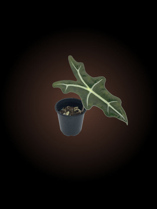 Alocasia Sanderiana Var Nobilis