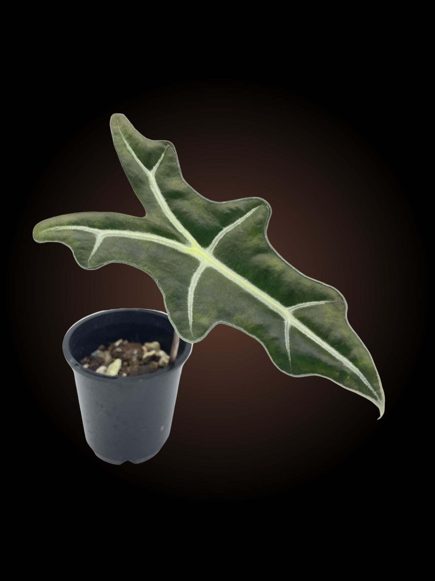 Alocasia Sanderiana Var Nobilis