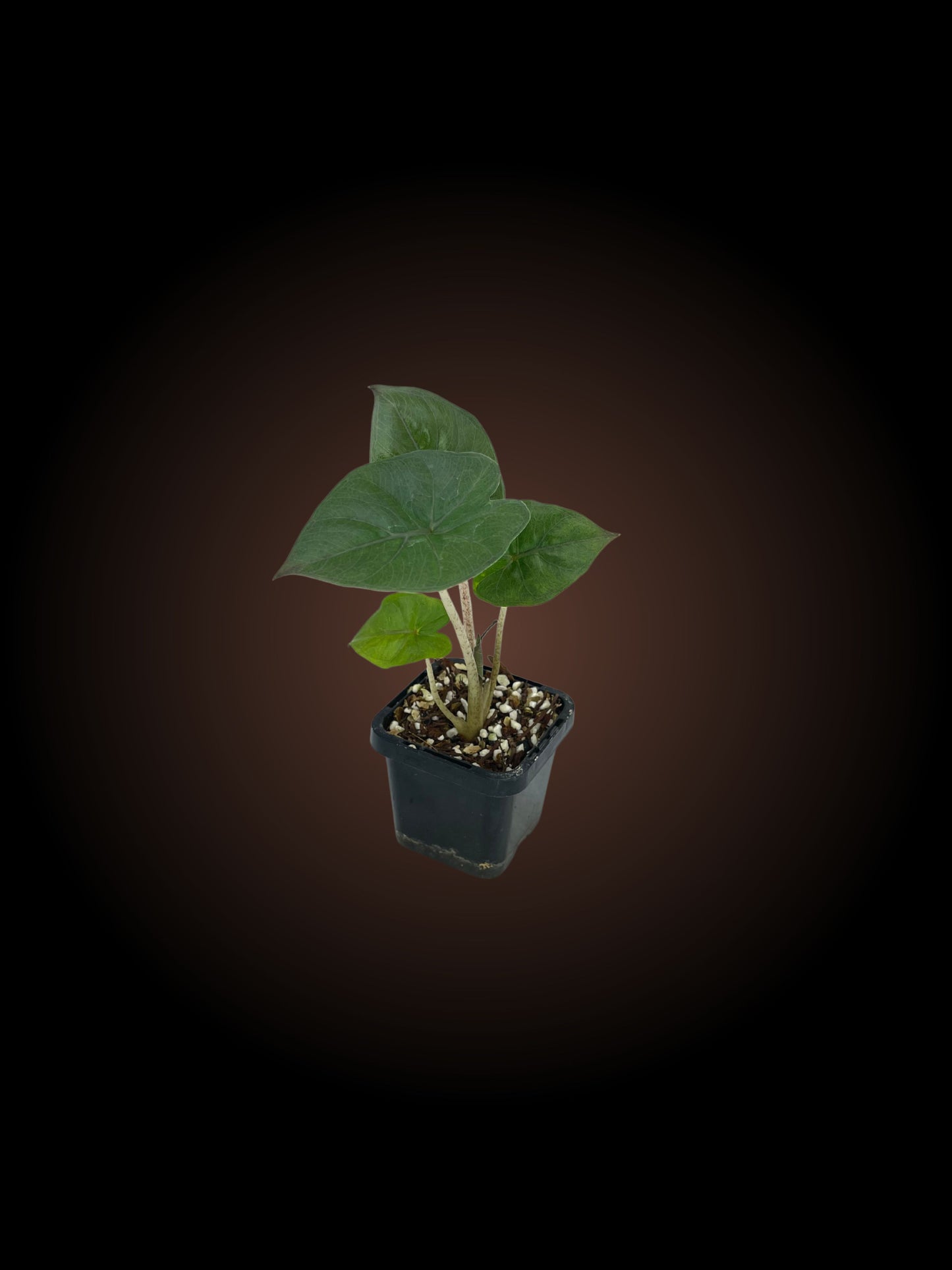 Alocasia Plumbea Nigra