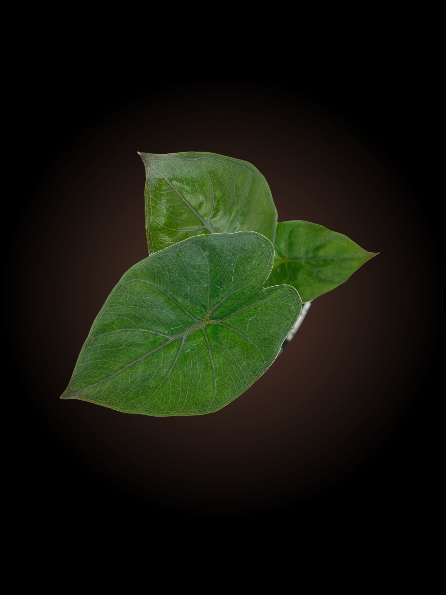 Alocasia Plumbea Nigra