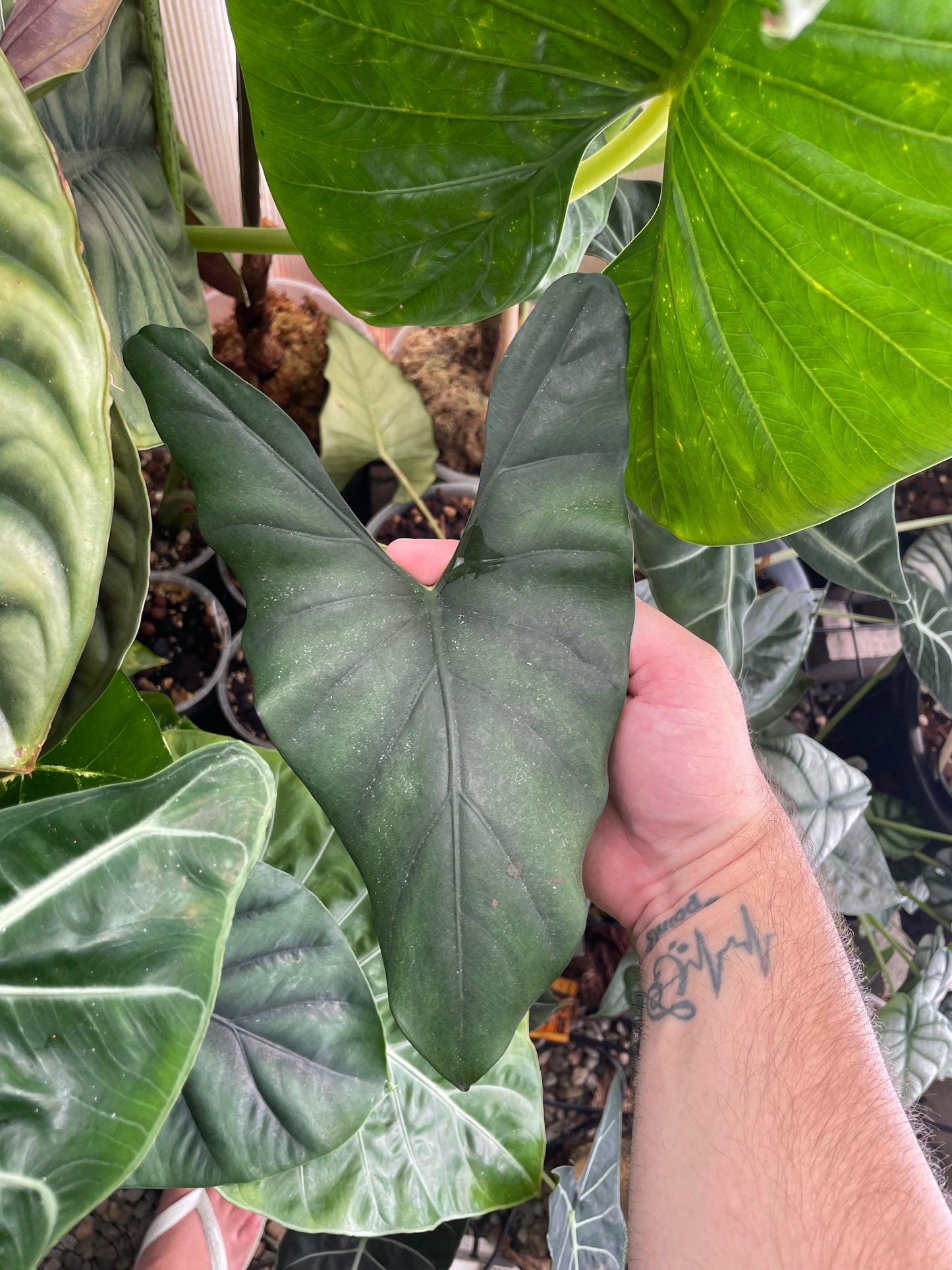 Alocasia Princeps