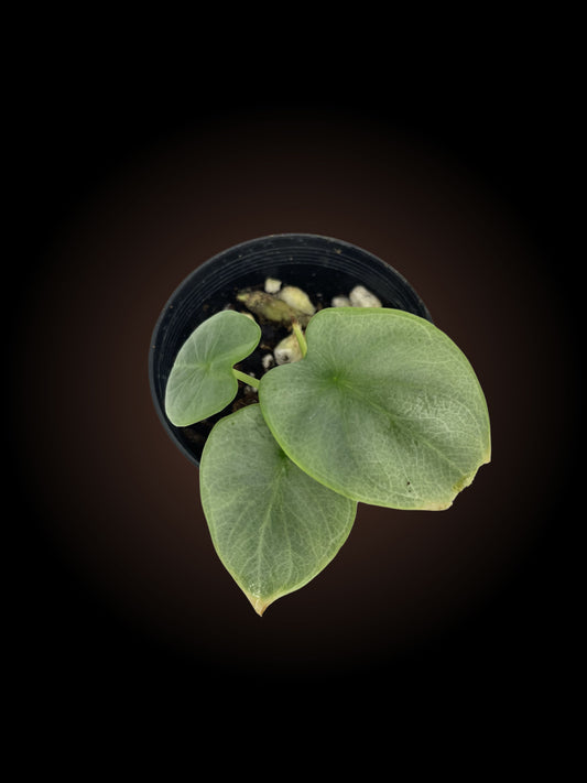 Alocasia Silver Dragon