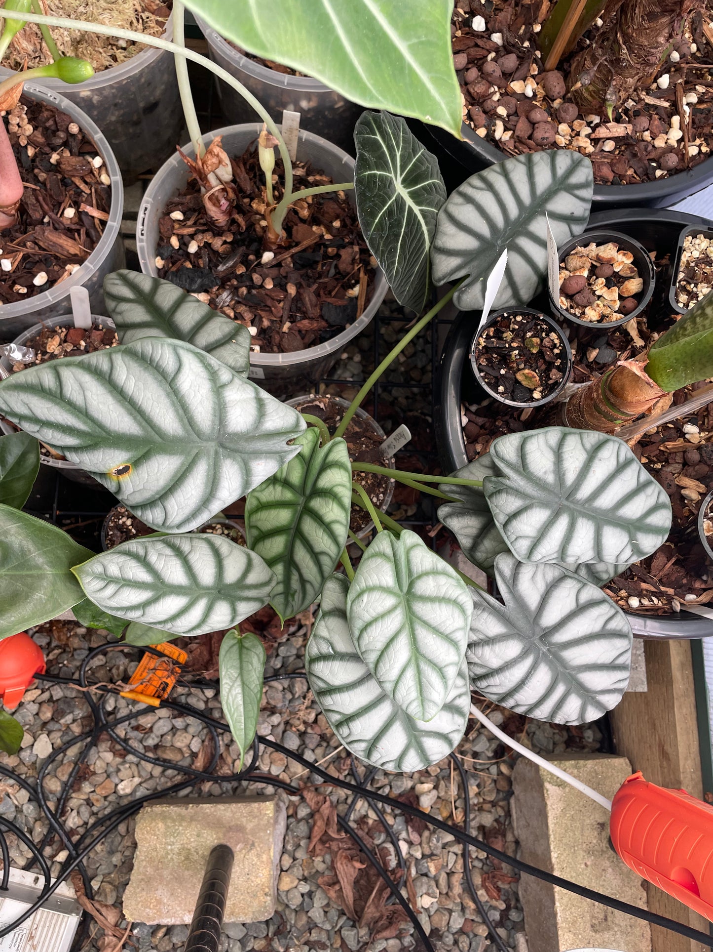 Alocasia Silver Dragon