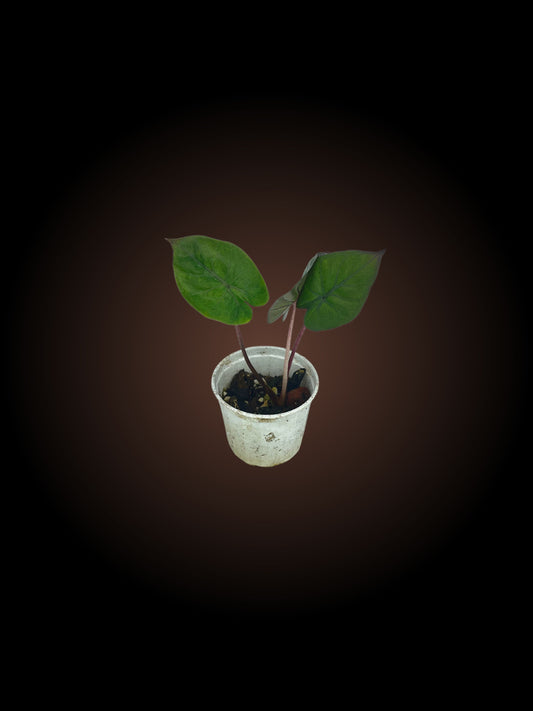 Alocasia Yukatan Princess