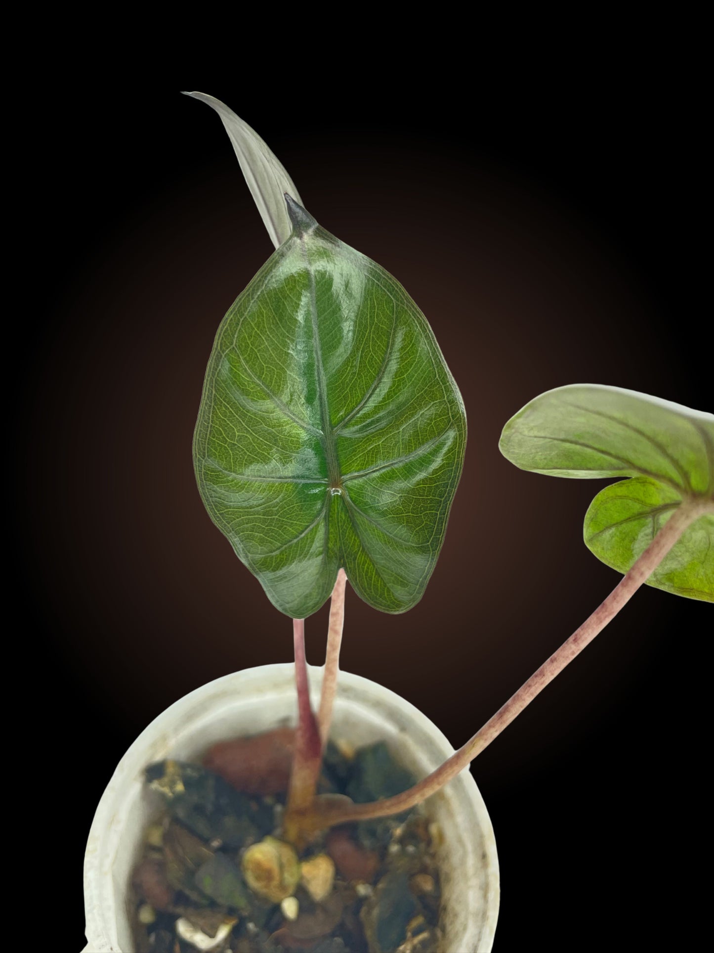 Alocasia Yukatan Princess