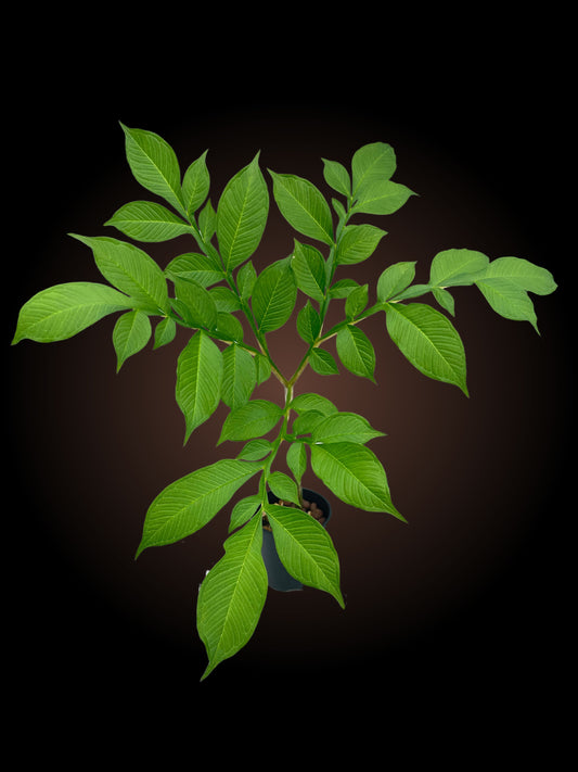 Amorphophallus Konjac