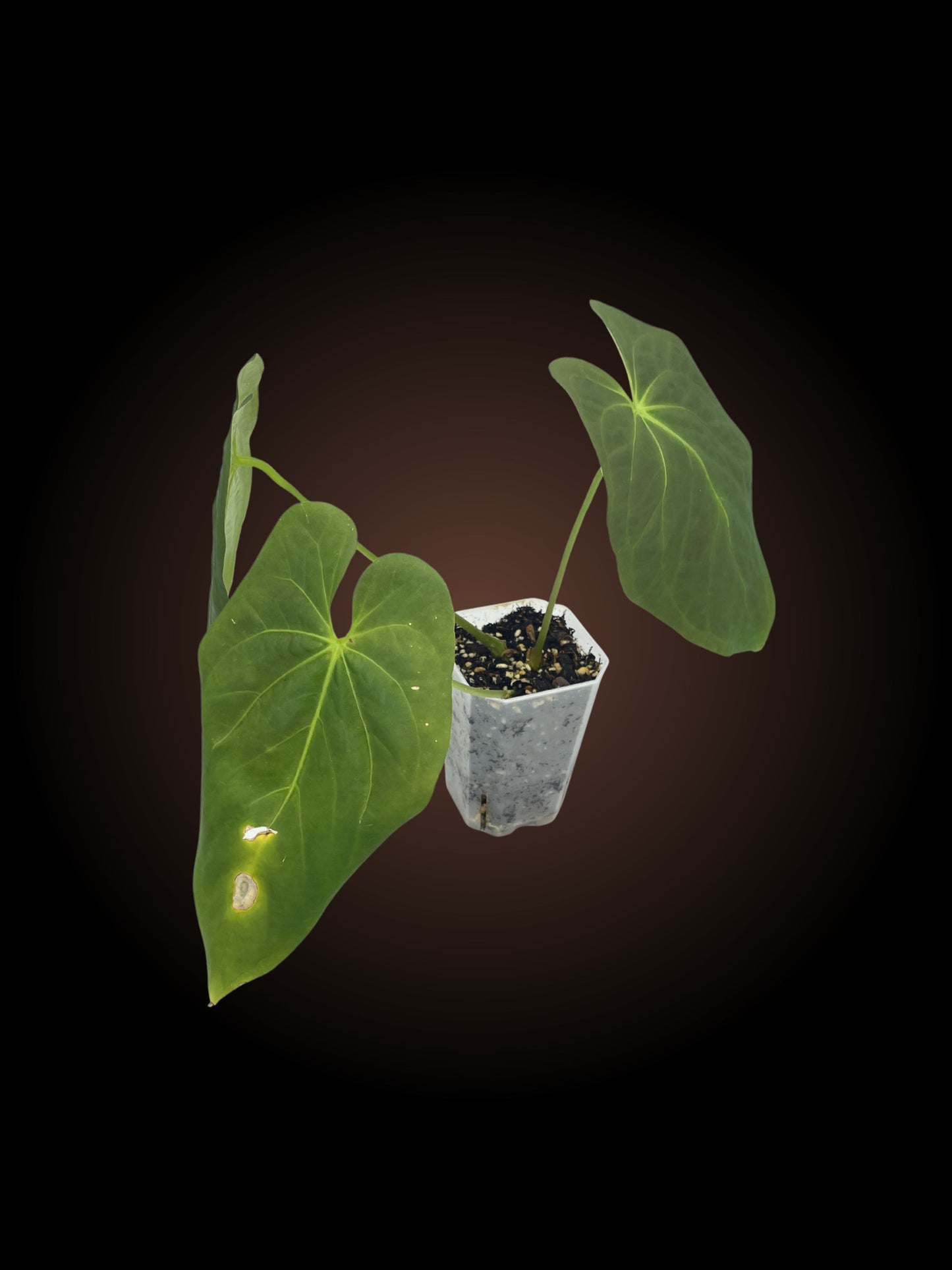 Anthurium BC x Papi sp var